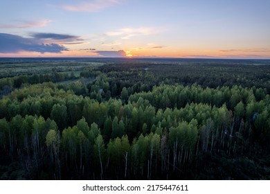 Aerial View On Sunset Above Treetops