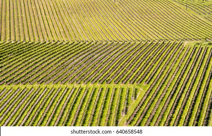 Aerial View On Vineyards