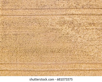 Aerial View On A Wheat Field