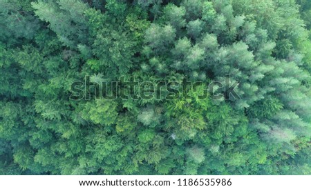 aerial view on a wild mountains  pinetree forest on beautiful sunrise 