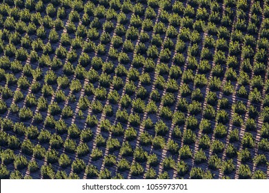 Aerial view of orange grove farm field near Camarillo in Ventura County, California. 