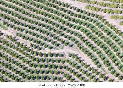 Aerial view of orange grove in Ventura County, Ojai, California - Powered by Shutterstock