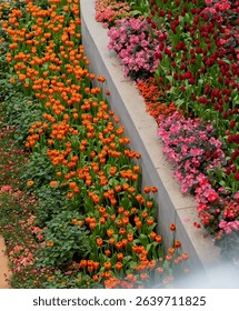 Aerial view of orange, pink, and red tulips arranged in terraced garden beds at Wondrous Bloom Exhibition in Rayong, Thailand on June 1, 2025.