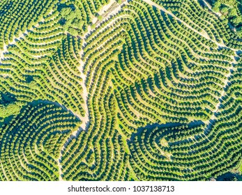 Aerial view of orange tree groves on hills creating organic pattern