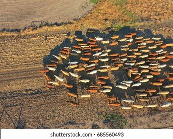 Aerial view of Outback Cattle mustering featuring herd of livestock cows and bulls in drought and dusty area. Ready for auction and cattle yards. Complete with sheep dogs and cowboy farmers. - Shutterstock ID 685560493