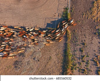 Aerial view of Outback Cattle mustering featuring herd of livestock cows and bulls in drought and dusty area. Ready for auction and cattle yards. Complete with sheep dogs and cowboy farmers. - Shutterstock ID 685560532
