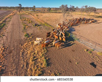 Aerial view of Outback Cattle mustering featuring herd of livestock cows and bulls in drought and dusty area. Ready for auction and cattle yards. Complete with sheep dogs and cowboy farmers.