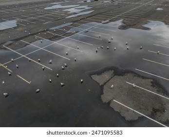 An aerial view over an empty paved parking lot on a cloudy day in The Bronx, NY. Taken with a drone camera after the rain, you see large puddles with seagulls in the water. - Powered by Shutterstock