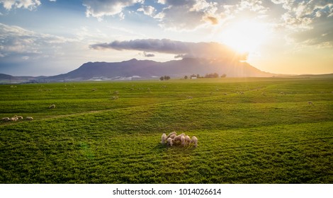 Aerial View Over A Flock Of Sheep On A Farm