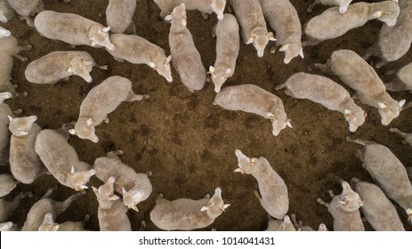 Aerial View Over A Flock Of Sheep On A Farm