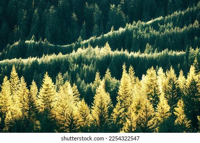 Aerial view over forest. Colorful trees in the wood. Colourful autumn colours in forest form above - Powered by Shutterstock