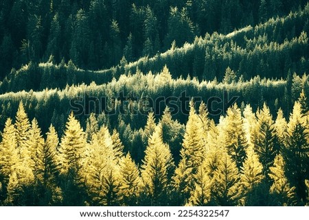 Aerial view over forest. Colorful trees in the wood. Colourful autumn colours in forest form above