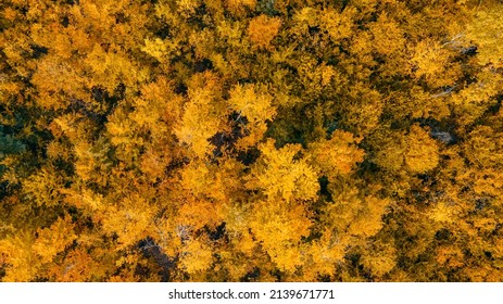 Aerial View Over The Forest
Vertical Background Of Treetops.