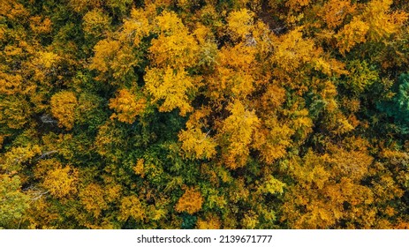 Aerial View Over The Forest
Vertical Background Of Treetops.