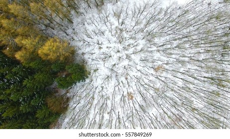 Aerial View Over Tree Tops In Winter Forrest  In Germany - Top View