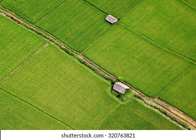 Aerial View Of Paddy Field In Central Thailand