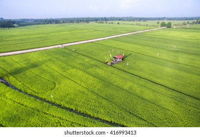 Aerial View Paddy Field Growth Up At Malacca Malaysia