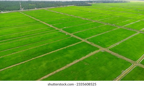 Vista aérea del arrozal situado en Seberang Perak, Changkat Lada