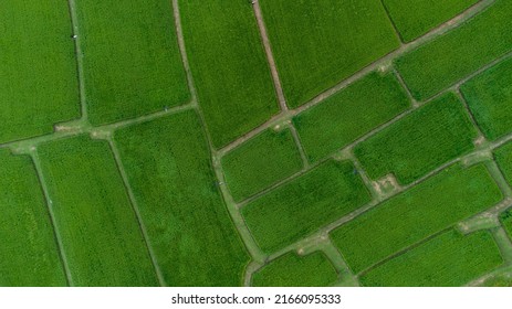 Aerial View Of Paddy Field. Ripe Paddy Field In The East Valley Of Taiwan.