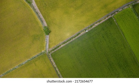 Aerial View Of Paddy Field. Ripe Paddy Field In The East Valley Of Taiwan.