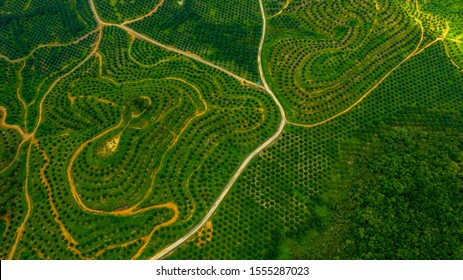 Aerial view of palm oil, agricultural industry of green oul palm tree plantation.