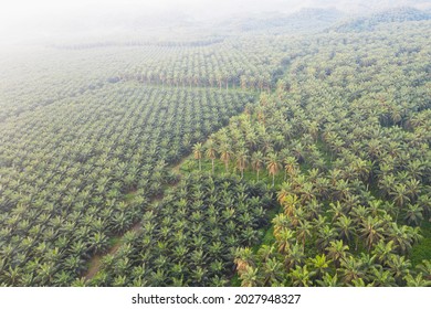 Sawit kinabalu Images, Stock Photos & Vectors  Shutterstock