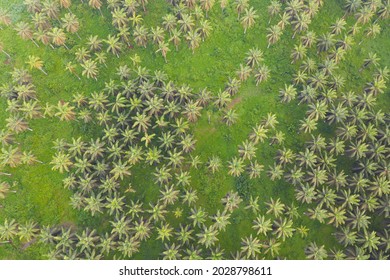 Sawit kinabalu Images, Stock Photos & Vectors  Shutterstock