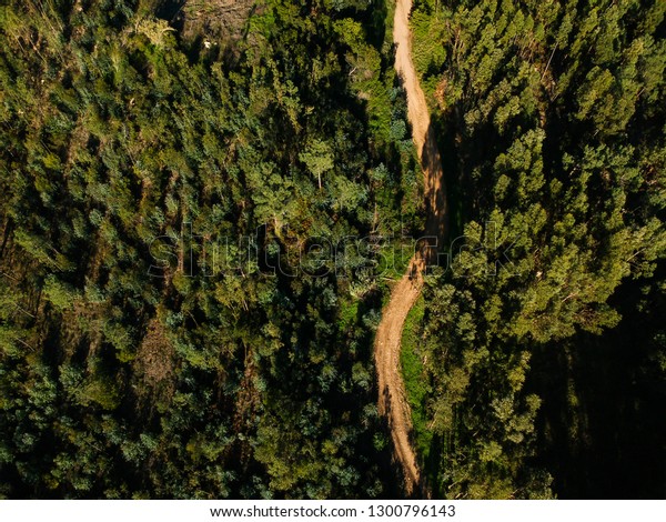 Aerial view\
from a path in a forest. Drone\
photo