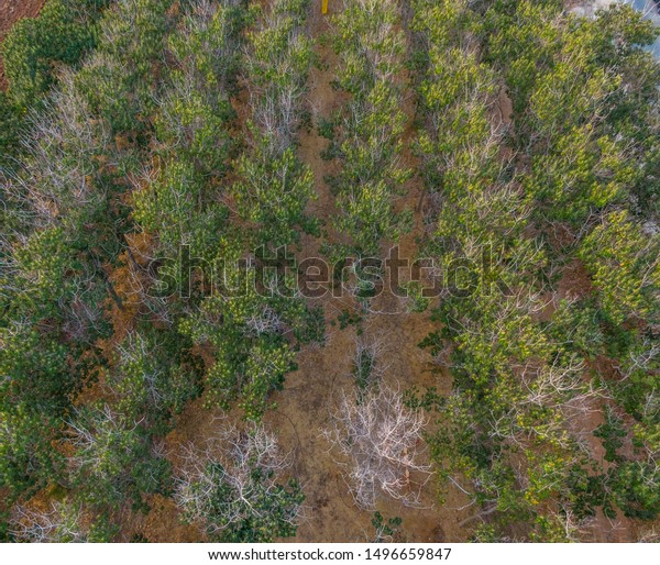 Aerial View Paulownia Trees Netzer Sereni Stock Photo 1496659847 ...