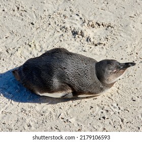Aerial View Of A Penguin At Boulders Beach In South Africa. Bird Enjoying And Sitting On The Sand On An Empty Seaside Beach. Animal In A Remote And Secluded Popular Tourist Attraction In Cape Town