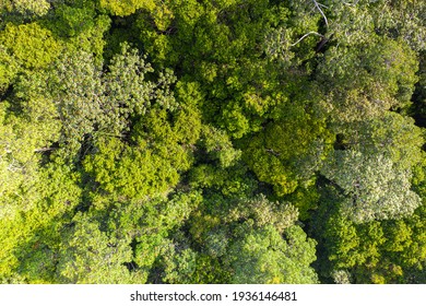 Aerial View Photography Directly Above Lush Rain Forest Trees. Untouched Jungle, View Of The Tree Tops. Habitat For Wild Animals And Endangered Animal Species. Dense Tropical Forest. Top View