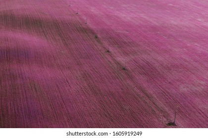Aerial view picturesque autumn morning sunrise over endless pink or purple field of flowers in light mist. Textured background of field with electricity low voltage line poles crossing diagonal.