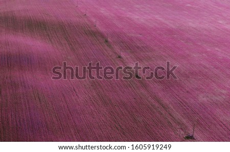 Aerial view picturesque autumn morning sunrise over endless pink or purple field of flowers in light mist. Textured background of field with electricity low voltage line poles crossing diagonal.