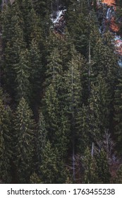 Aerial View Of Pine Tress On Mountain