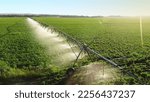 Aerial view pivot at work in potato field, watering crop for more growth. Center pivot system irrigation. Watering crop in field at farm. Modern irrigation system for land and vegetables growing on it