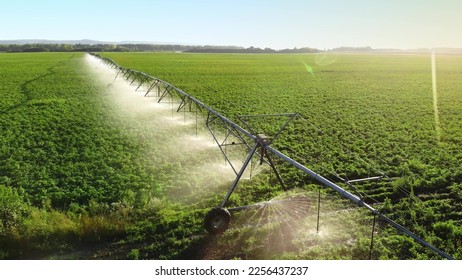 Aerial view pivot at work in potato field, watering crop for more growth. Center pivot system irrigation. Watering crop in field at farm. Modern irrigation system for land and vegetables growing on it