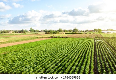 Aerial View Of Plantation Landscape Of Green Potato Bushes. Agroindustry And Agribusiness. European Organic Farming. Growing Food. Growing Care And Harvesting. Beautiful Countryside Farmland.