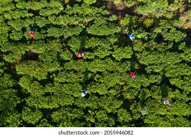 Aerial View Of A Plantation And People Picking Tea On The Island Of Sri Lanka