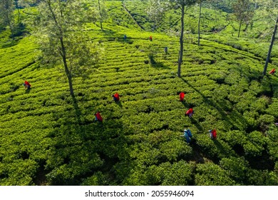 Aerial View Of A Plantation And People Picking Tea On The Island Of Sri Lanka