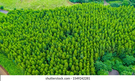 Aerial view of a planted pine tree forest in Hawaii