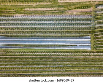 Aerial view of plastic greenhouse on apple orchard. Plant cultivation in organic farming in Switzerland. - Powered by Shutterstock