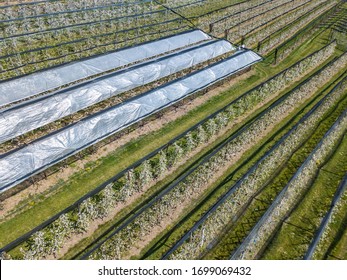 Aerial view of plastic greenhouse on apple orchard. Plant cultivation in organic farming in Switzerland. - Powered by Shutterstock