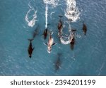 Aerial view of a pod of 9 humpback whales swimming  at the surface of clear blue water
