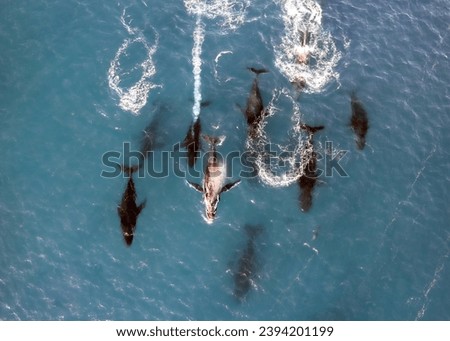 Aerial view of a pod of 9 humpback whales swimming  at the surface of clear blue water