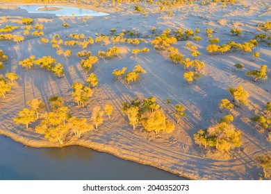 aerial view of the populus euphratica forest at dusk, long shadows of trees in autumn, Ejina Banner in Alashan League, Inner Mongolia, China.