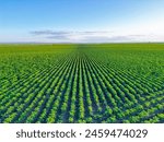 Aerial view of a potato field in spring with blue sky on the background