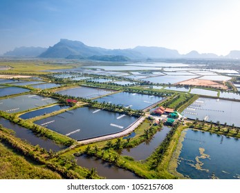 Aerial View Of The Prawn Farm With Aerator Pump In Front Of Khao Sam Roi Yot National Park, Thailand. The Growing Aquaculture Business Continuously Threatening The Nearby Wetlands.