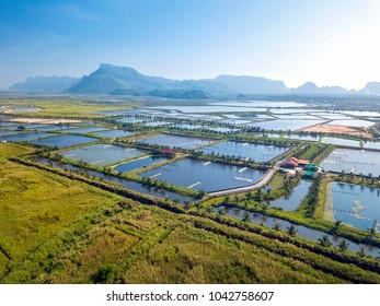 Aerial view of the prawn farm bordering the wetland in Khao Sam Roi Yot area, Thailand. The growing aquaculture business threatened this important patch of vulnerable habitat.