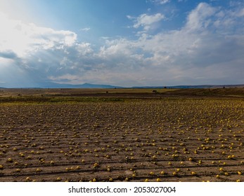 Aerial View Of Pumpkin Farm Land. Orange Colors Autumn Concept. Modern Pumpkin Farming