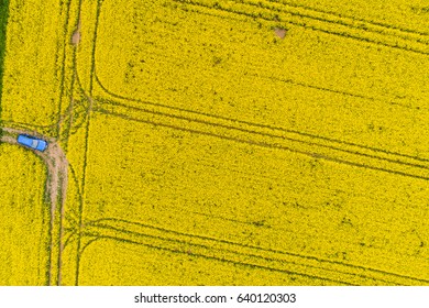 Aerial view of rape field